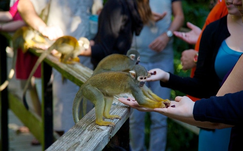 Những chú khỉ siêu đáng yêu có mặt tại Miami